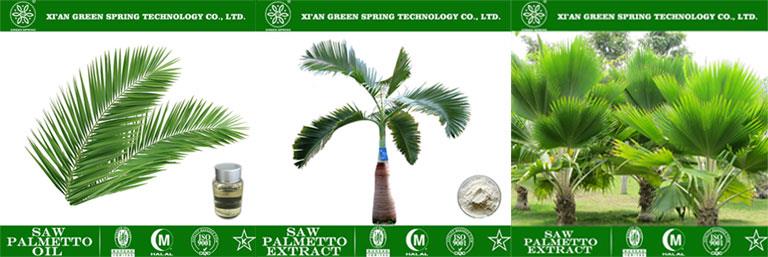 saw-palmetto