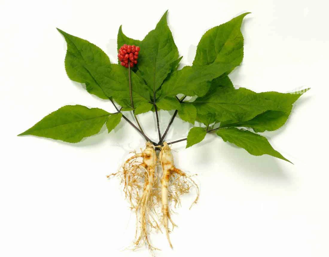 Ginseng
