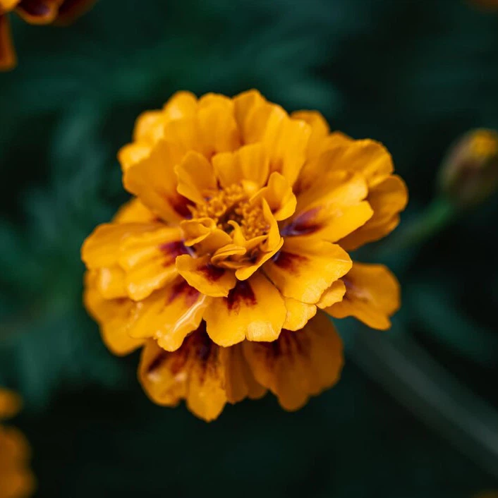 marigold-extract marigold-extract