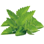 MINT POWDER MINT POWDER